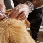 flea remedies for dogs