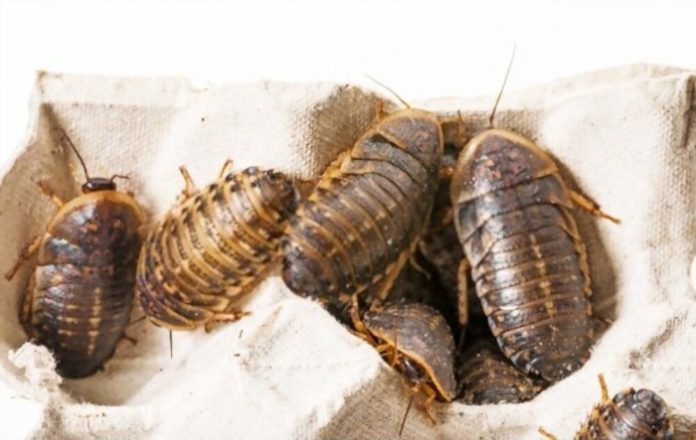 The Best Tips for Colonizing and Breeding Dubia Roaches - Trionds