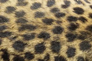 Leopard Print Leisure