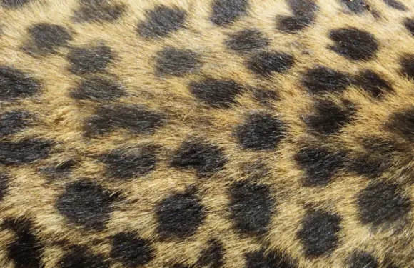 Leopard Print Leisure: Tacky or Chic?