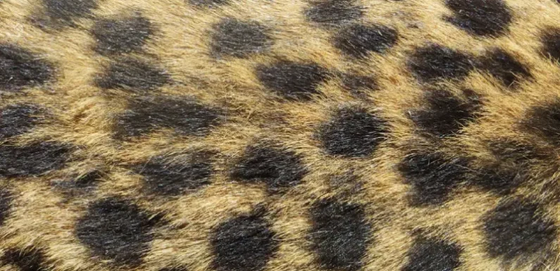 Leopard Print Leisure: Tacky or Chic?