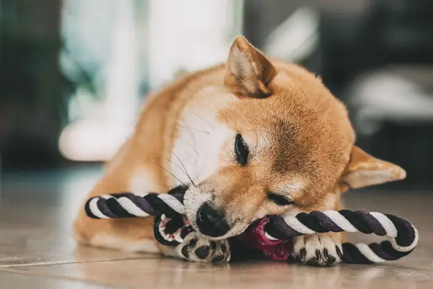 How to Stop chewing